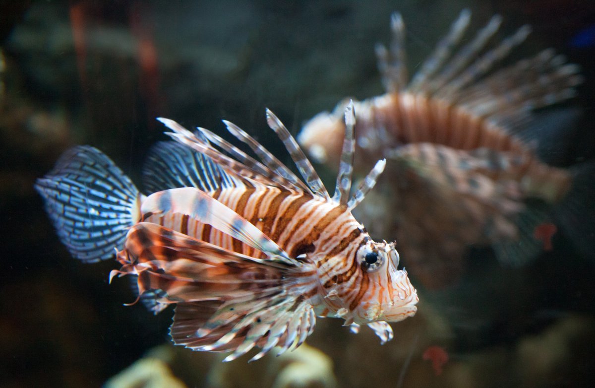 Электро Блю хищники рыбка