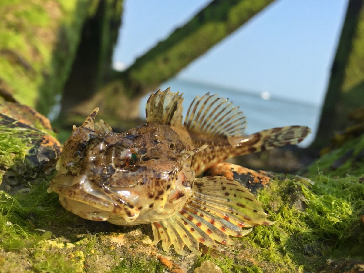 Мегалограпт представитель членистоногих