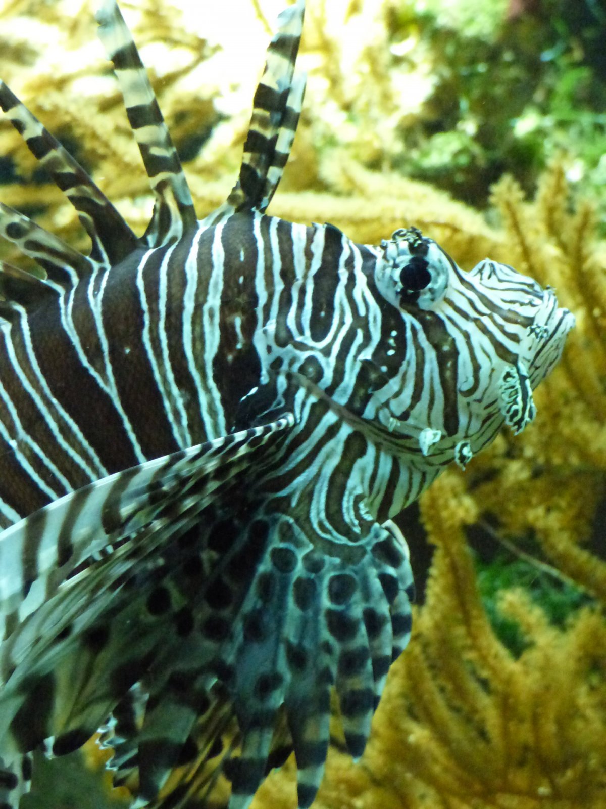 Черная рыба Скорпион