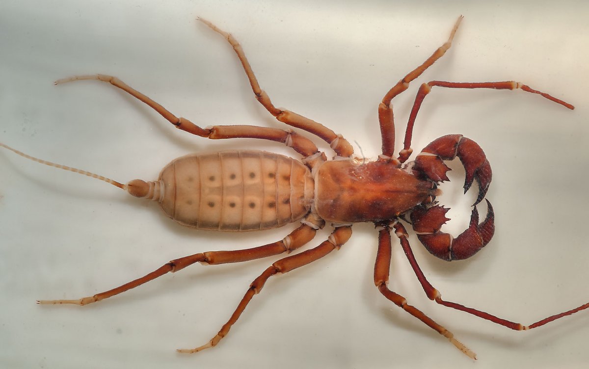 Черноморский морской дракончик рыба