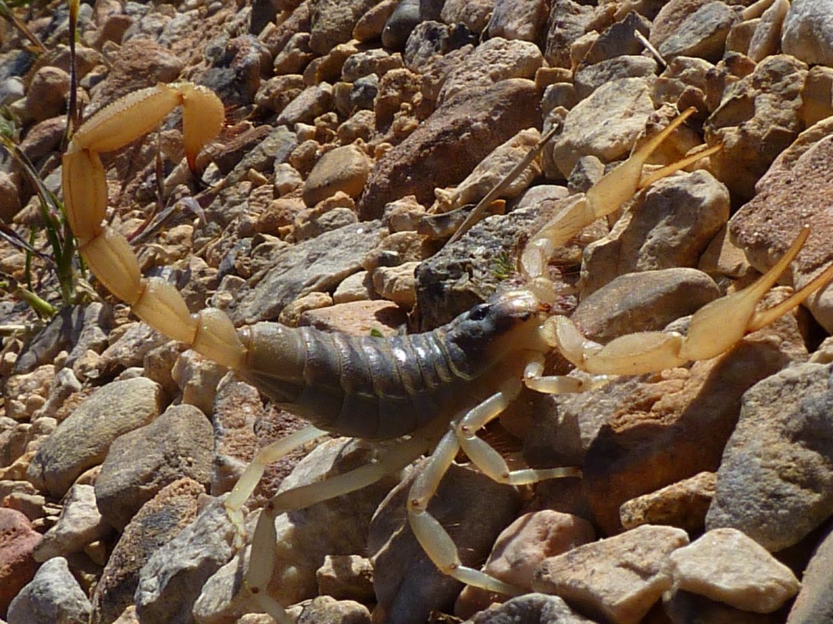 Рыба Скорпион Эшмейера морская