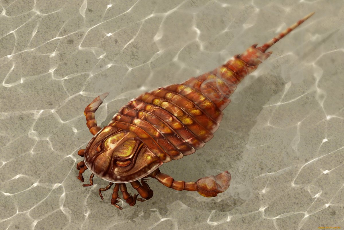 Чужой лицехват Королевский