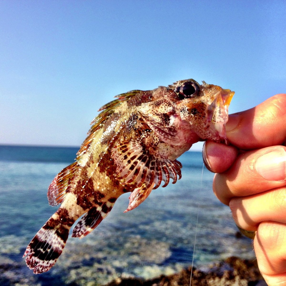 Ракоскорпион Ордовик