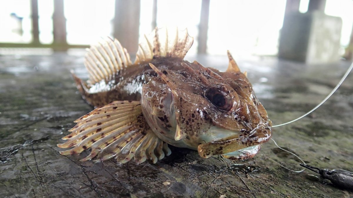 Беспозвоночные Скорпион