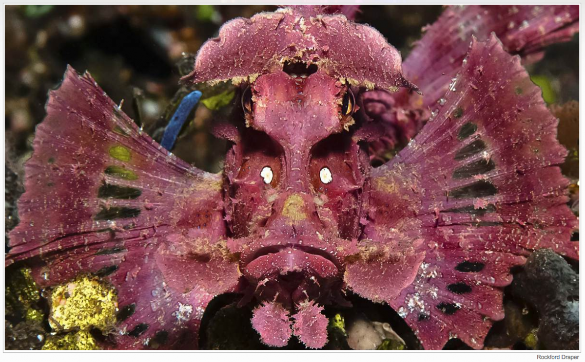 Скорпионы Африки