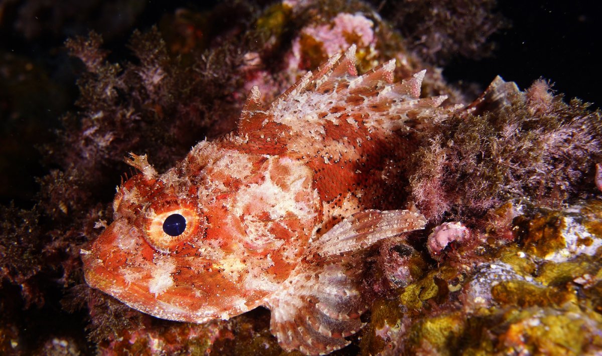 Звездочет рыба электрическая