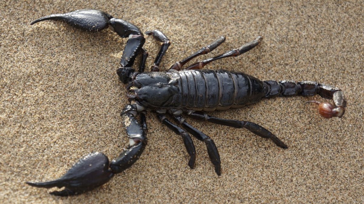 Морской Ерш скорпена Черноморский