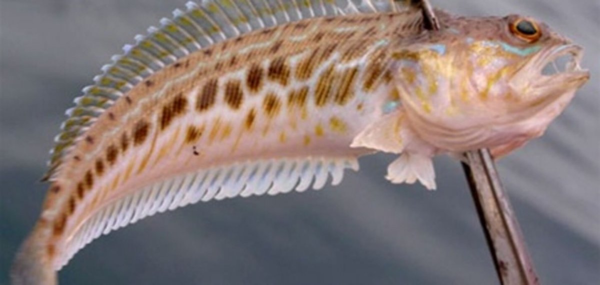 Androctonus Australis