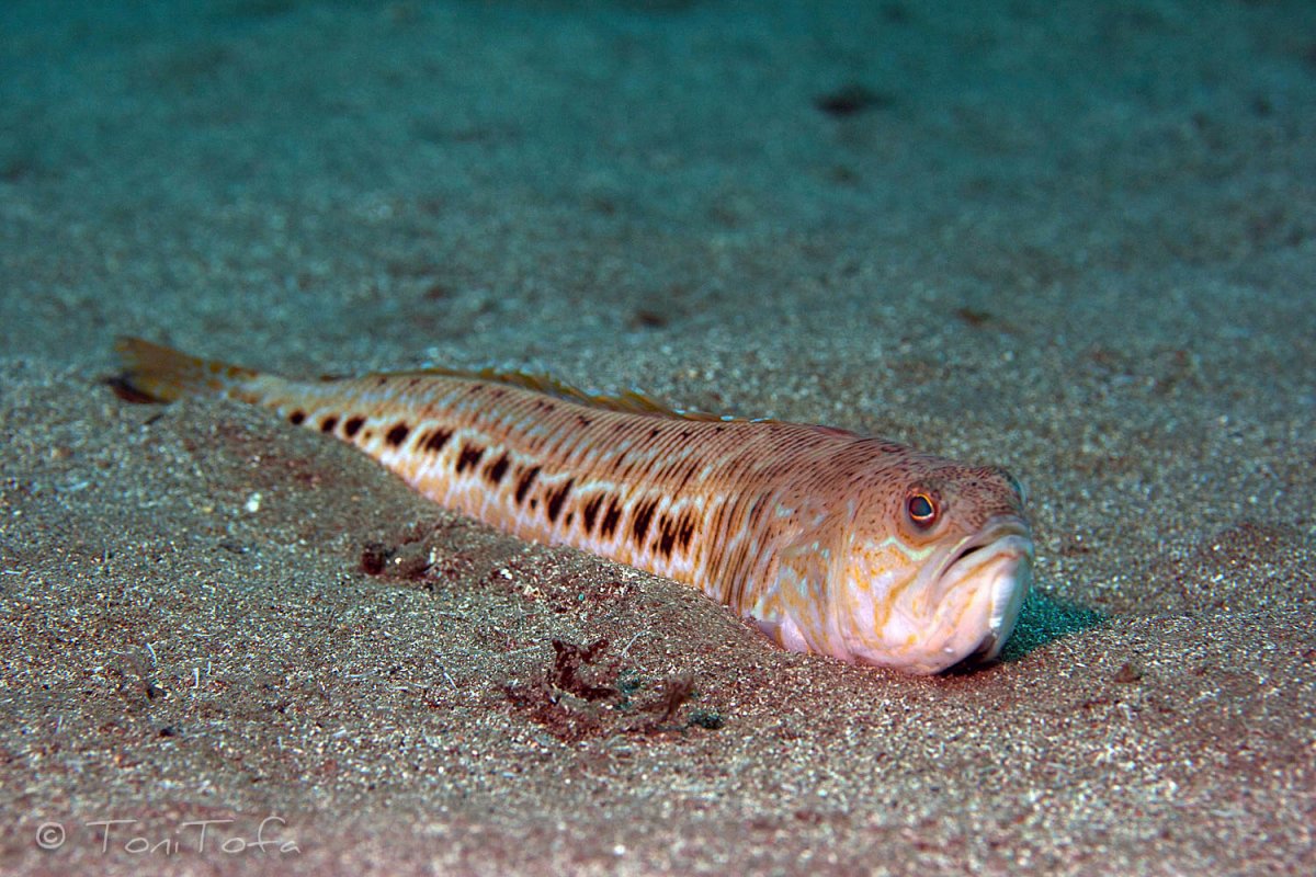 Морской Скорпион доисторический