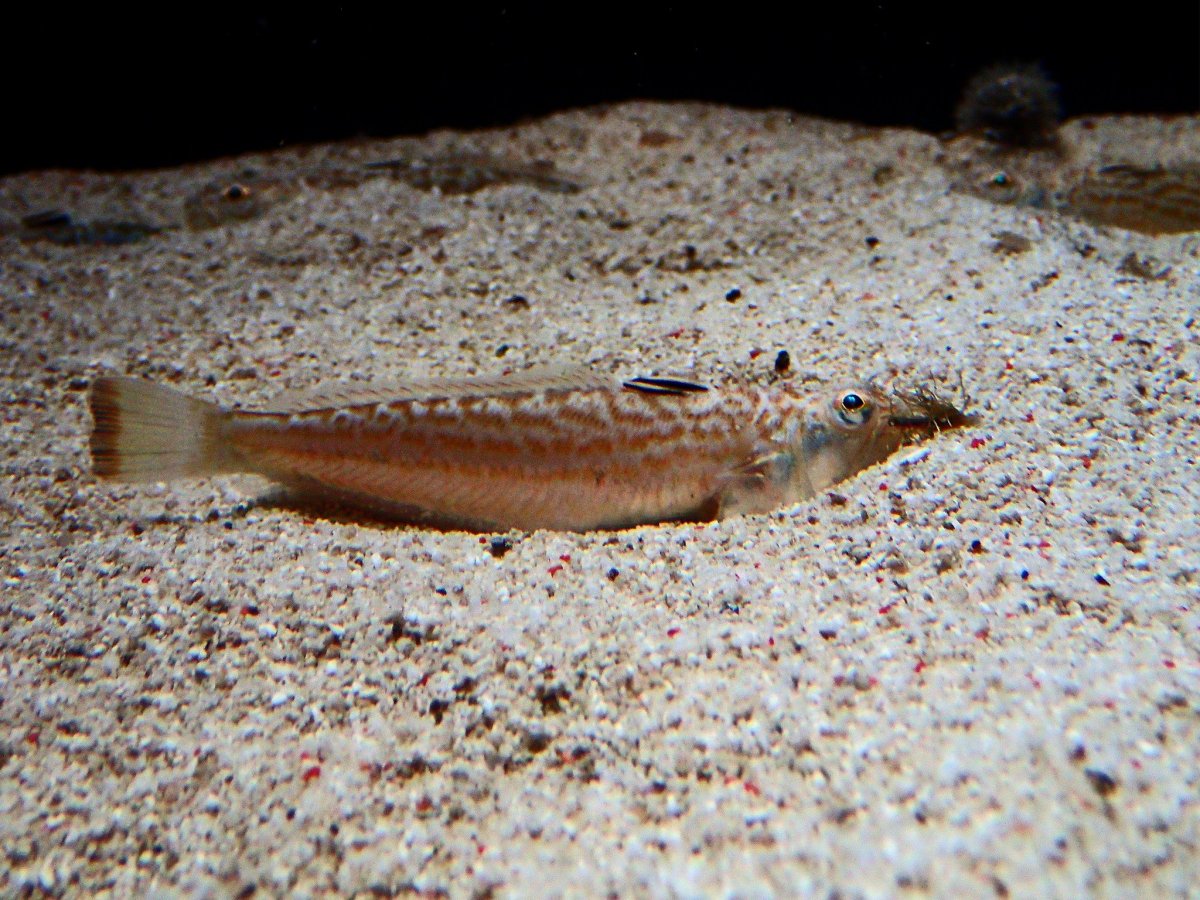 Рыба Скорпион красное море