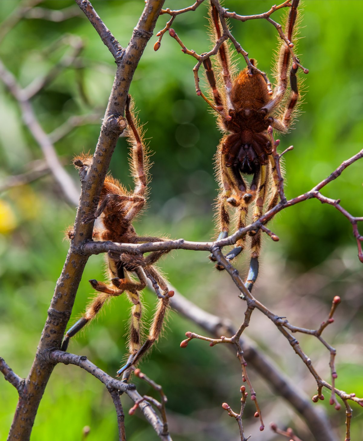 Виноградный паук зеленый