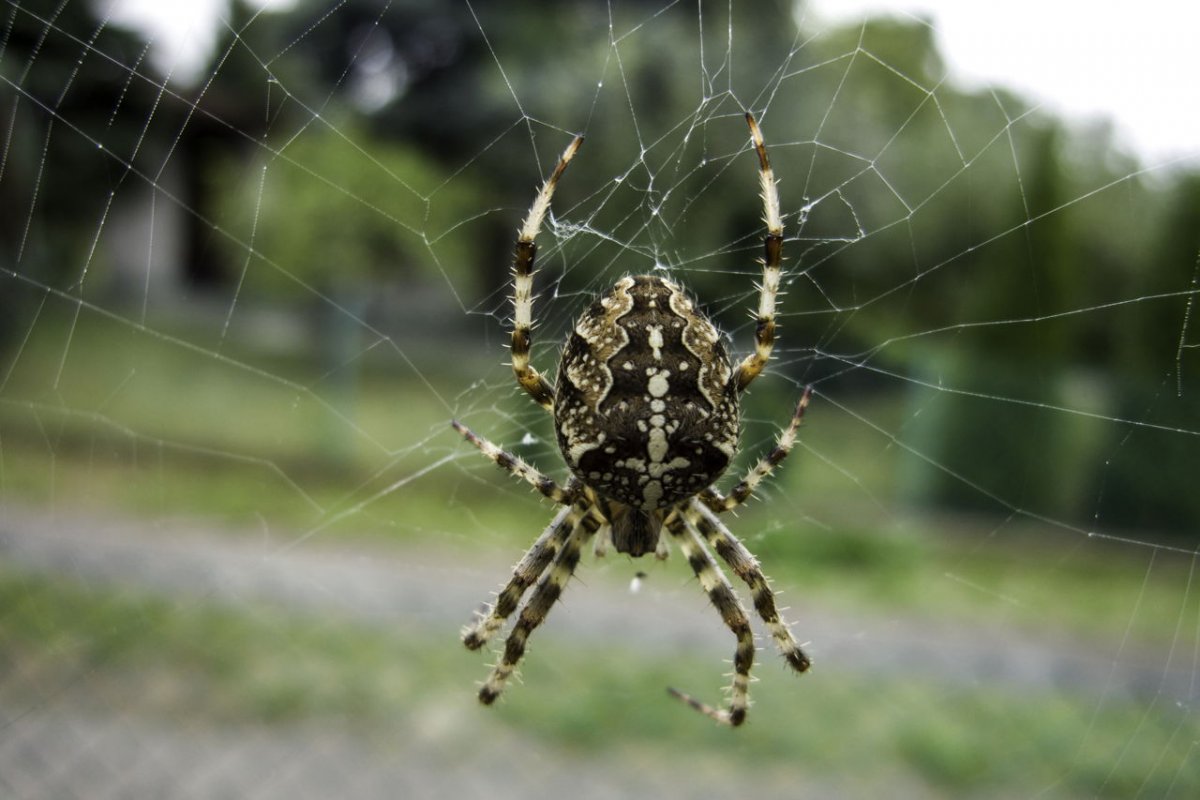 Пауки в деревне