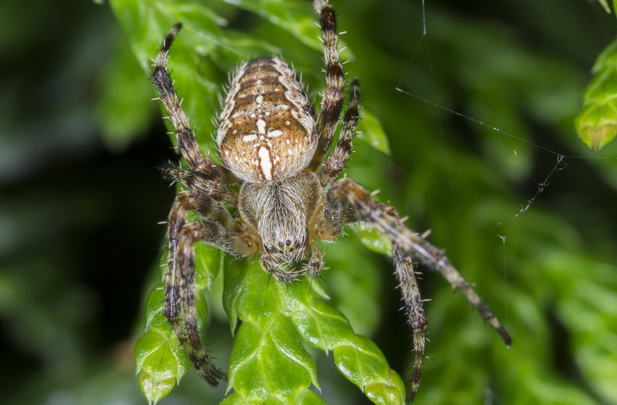 Пауки тропиков