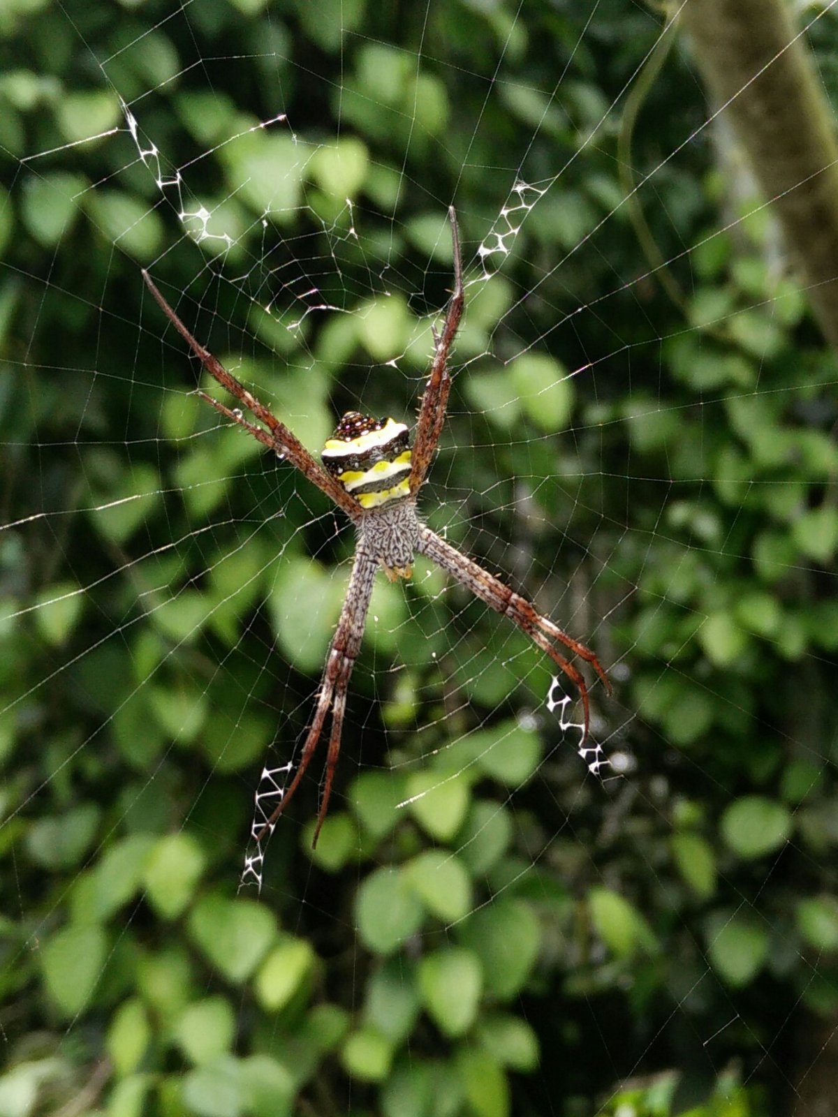 Насекомое 8 ног