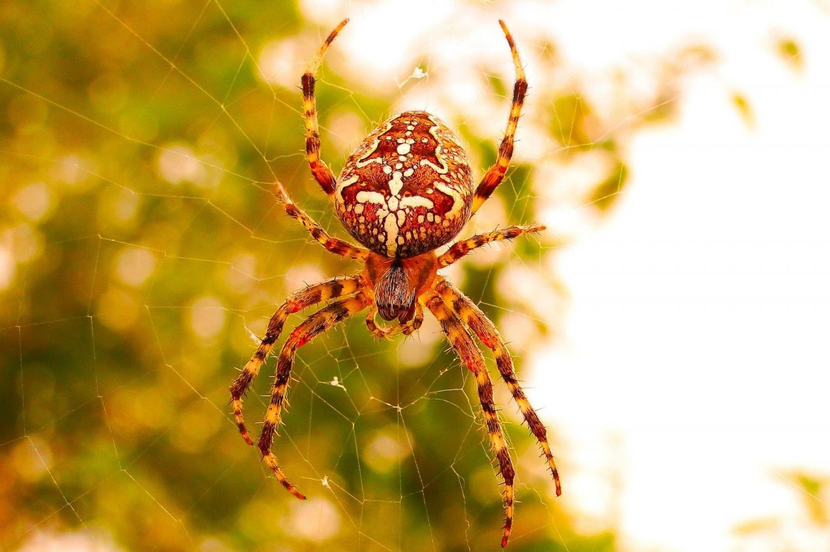 Паук Мизгирь крестовик