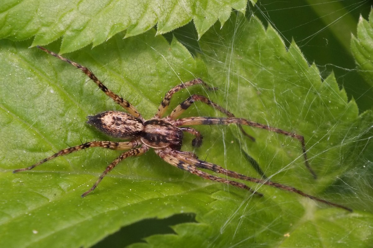 Паук Аргиопа Садовая