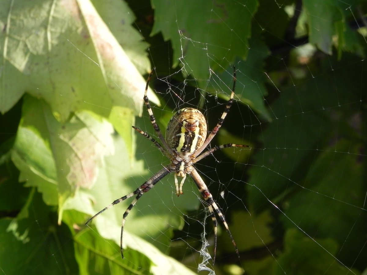 Сколько ног у паука птицееда