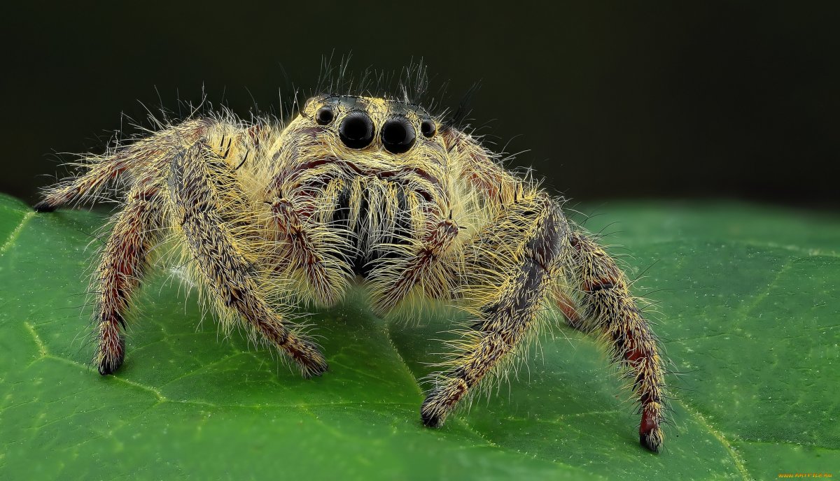 Виноградный паучок