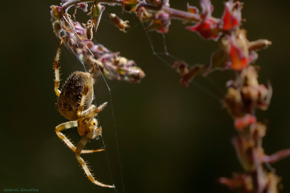 Паук Anapistula Ataecina