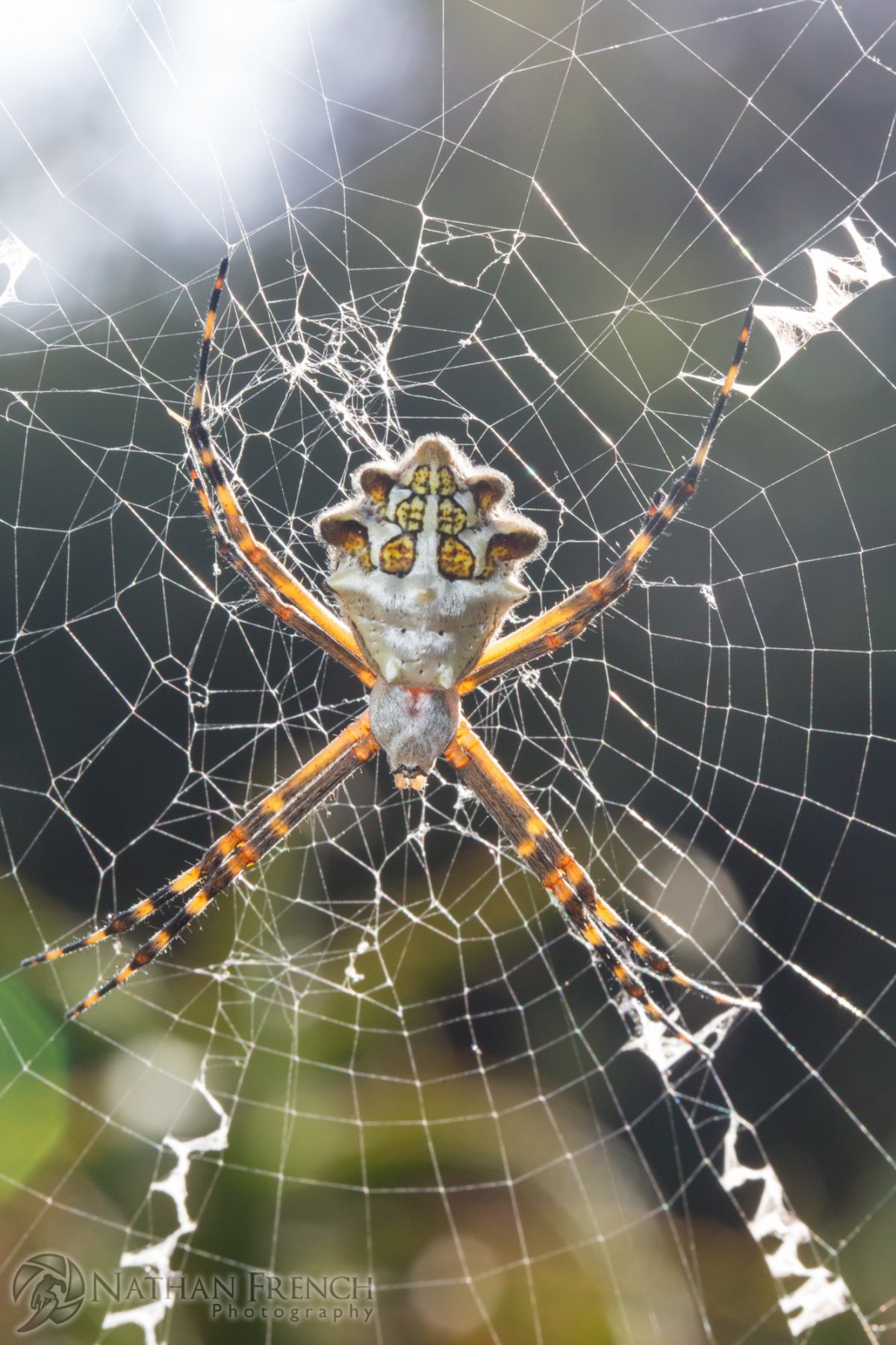 Виноградный паук зеленый