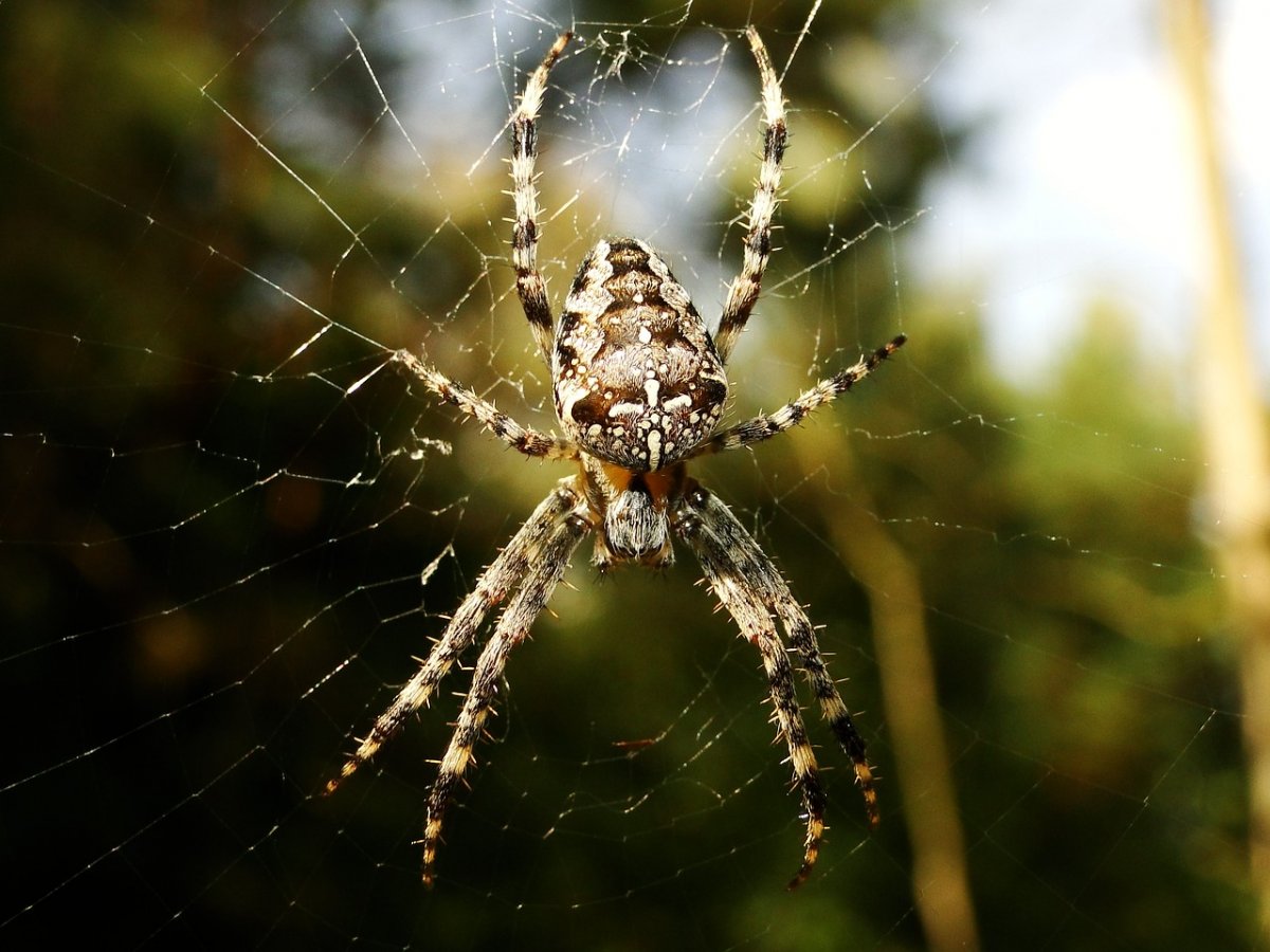 Araneus diadematus паук крестовик