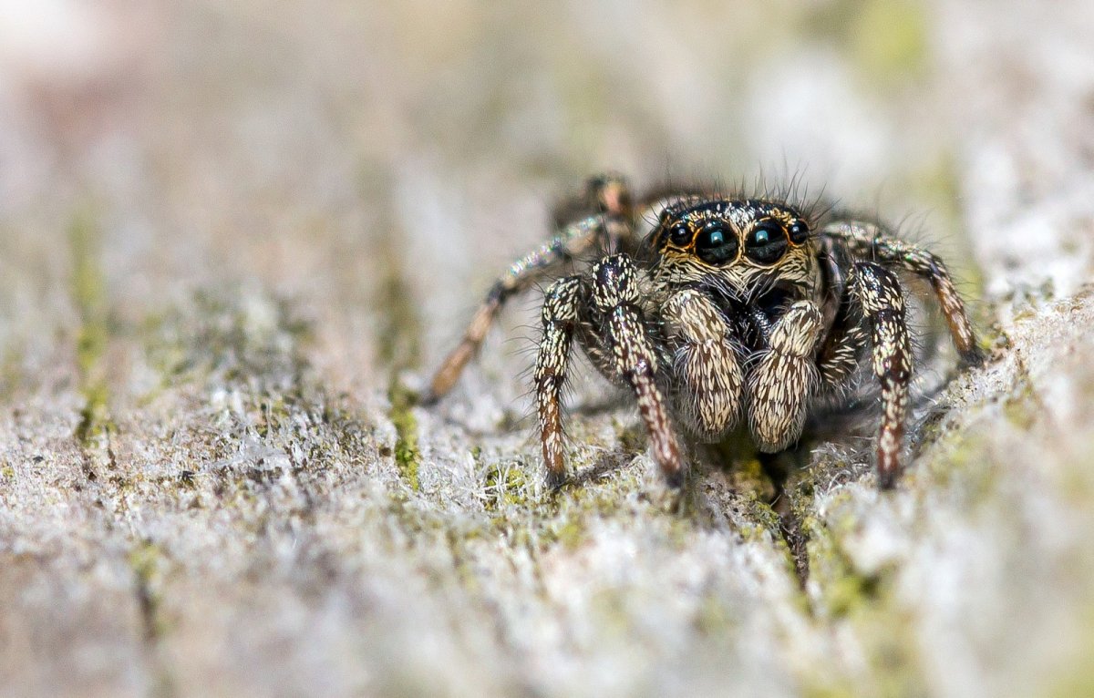 Гималайский паук-скакун