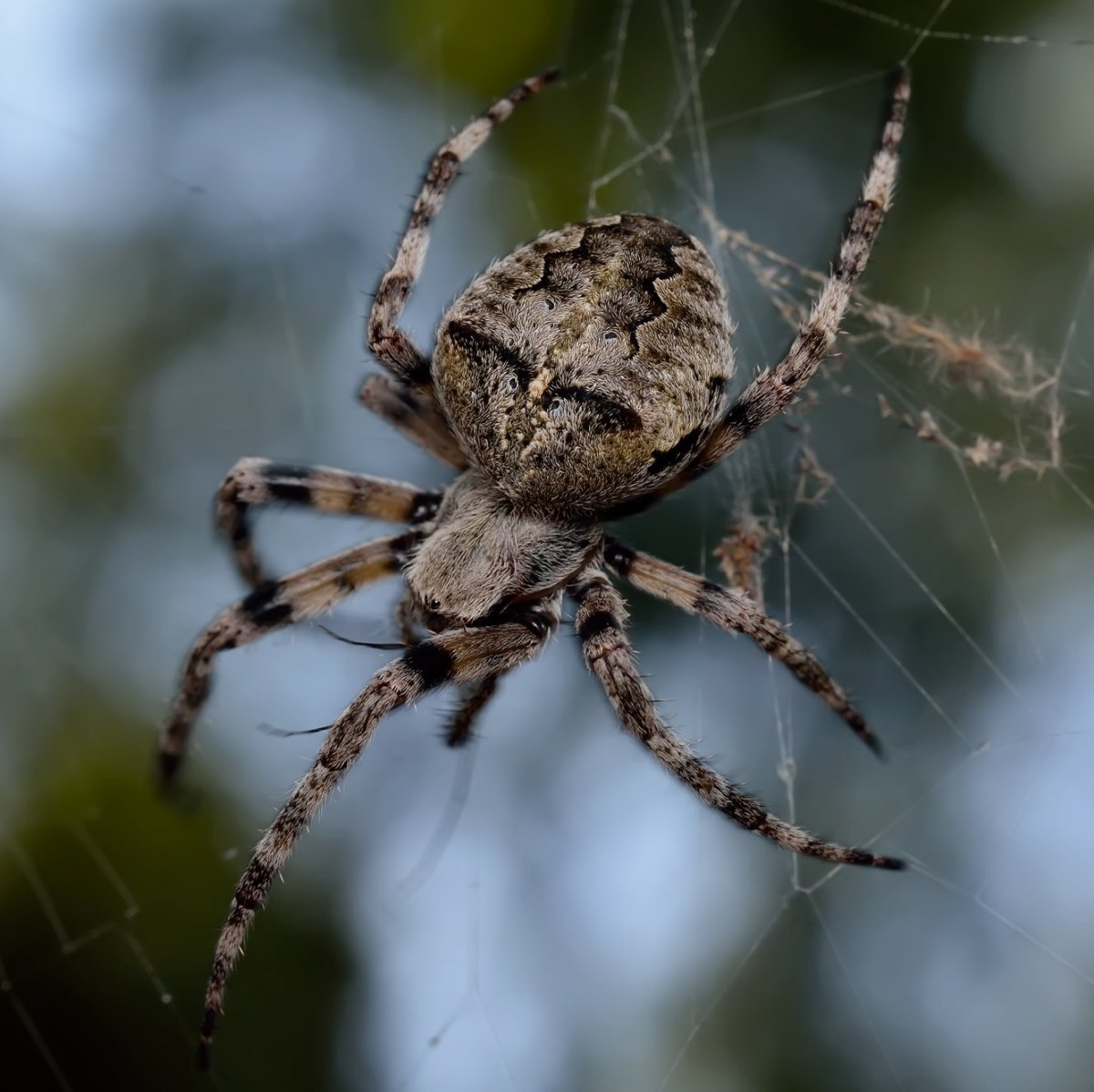 Паук Araneus angulatus