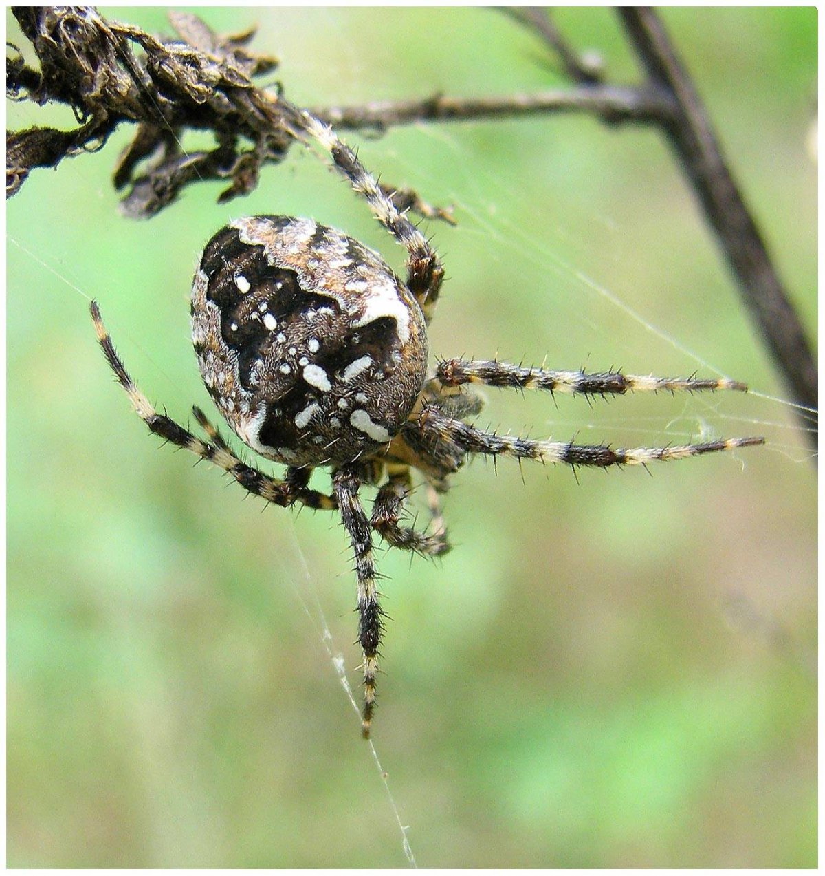 Araneus diadematus - крестовик