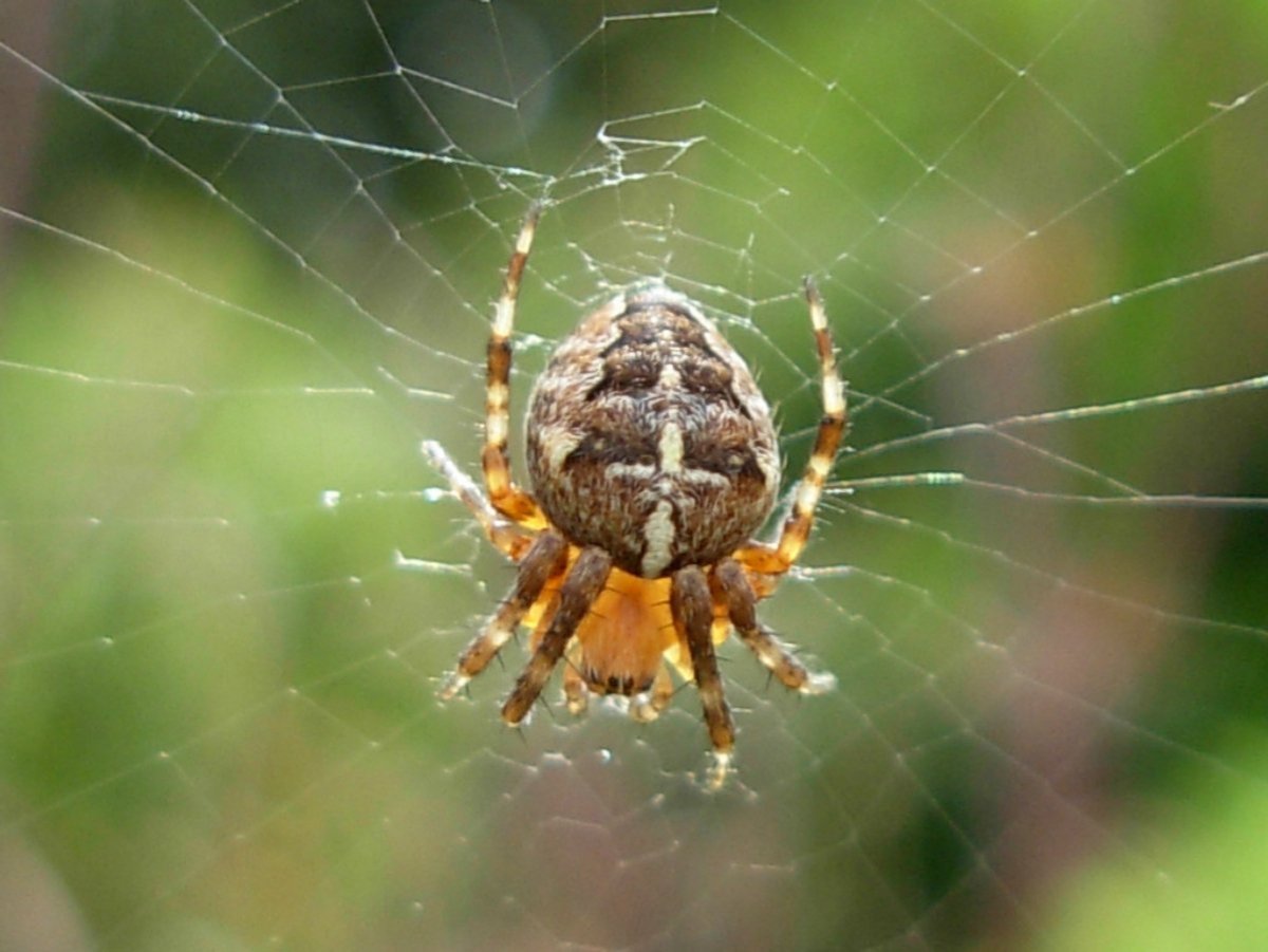 Araneus diadematus паук крестовик