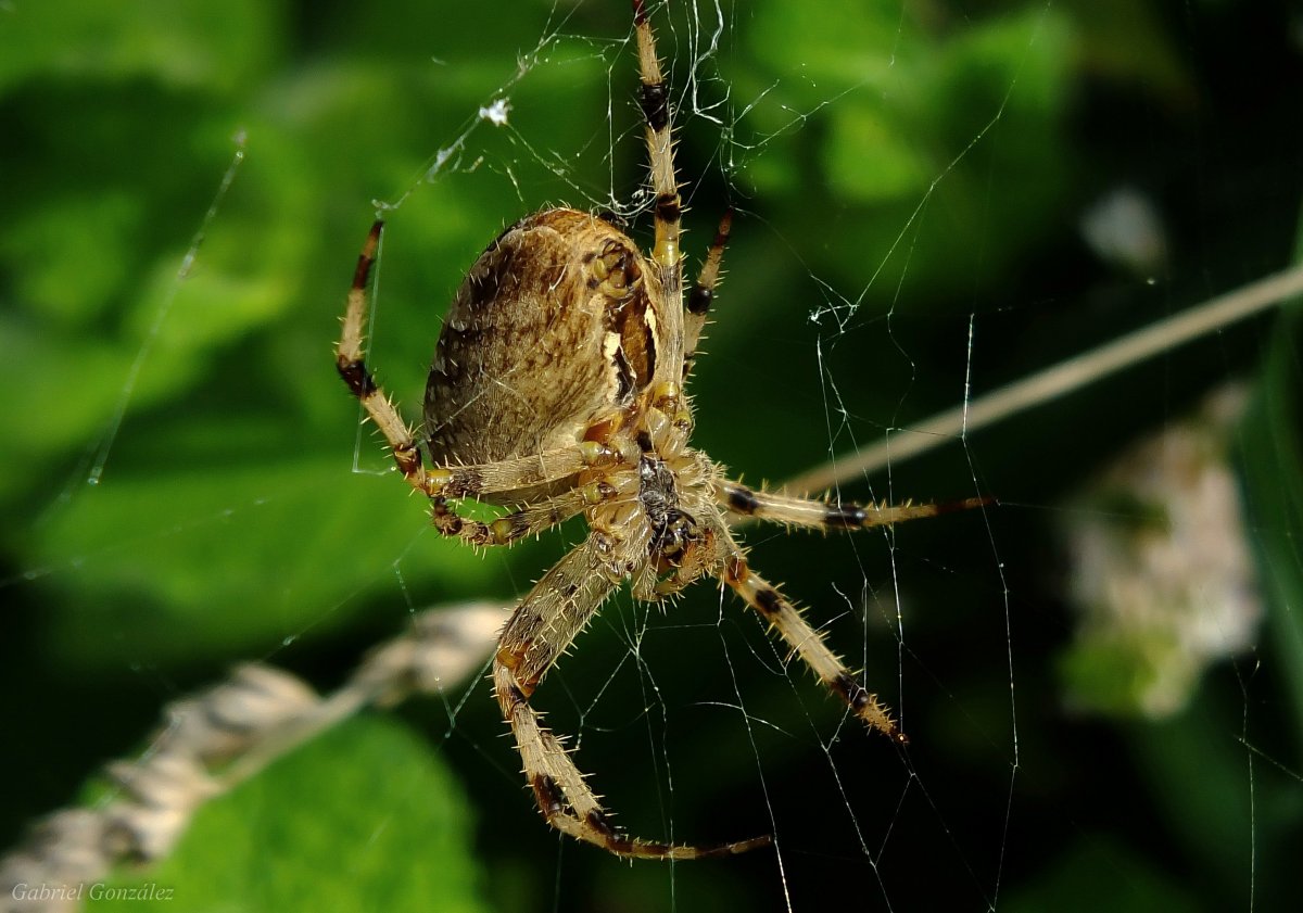 Пауки средней полосы России