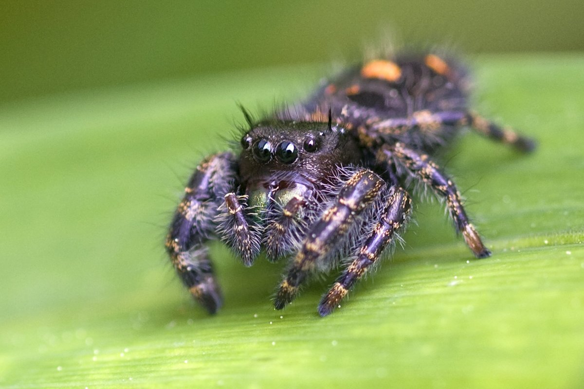 Красноспинный паук скакун