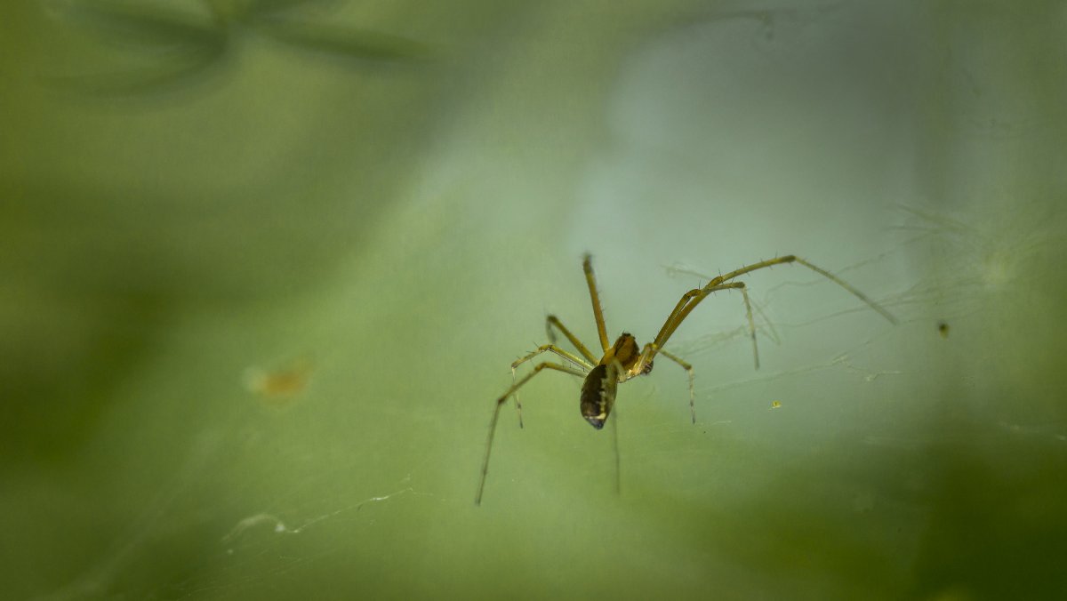 Очень маленькие паучки