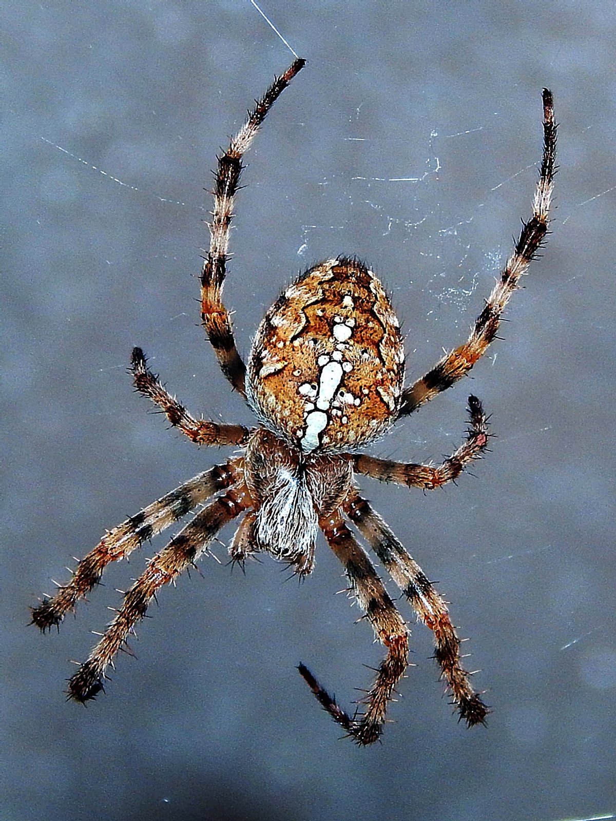 Araneus Quadratus Луговой крестовик