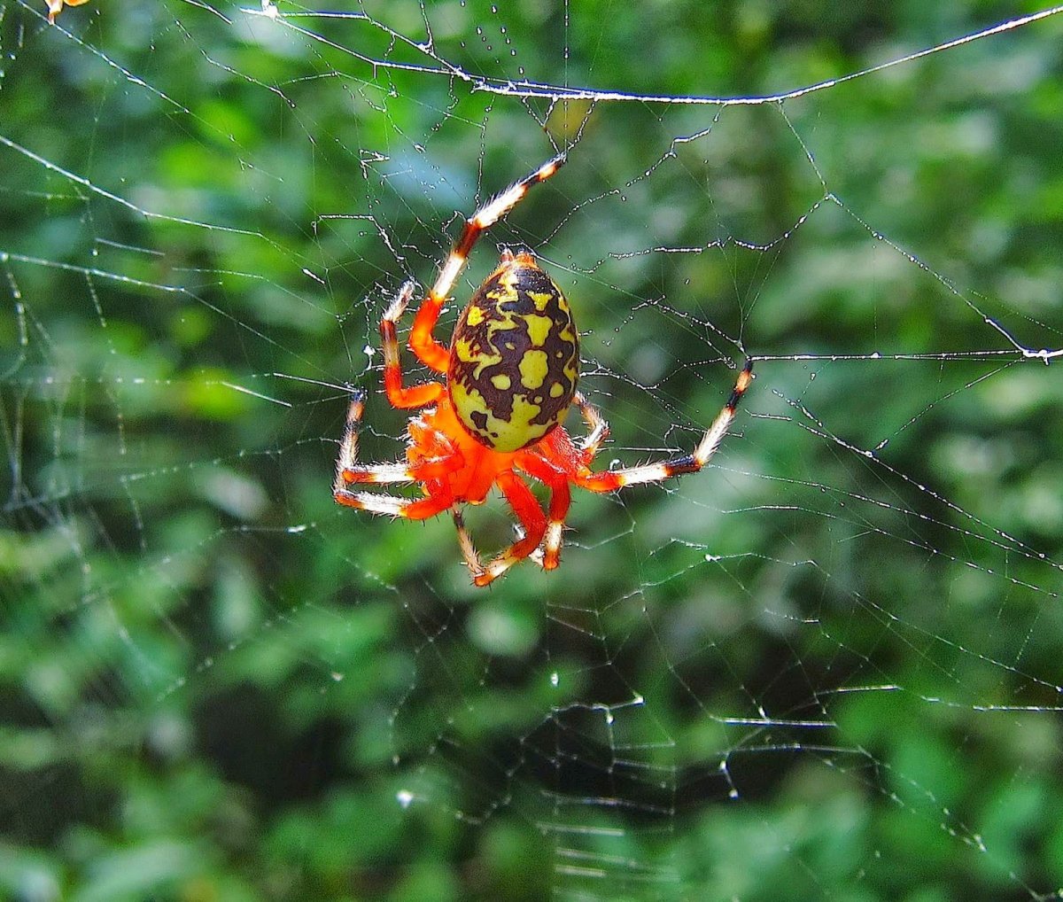 Разноцветные пауки