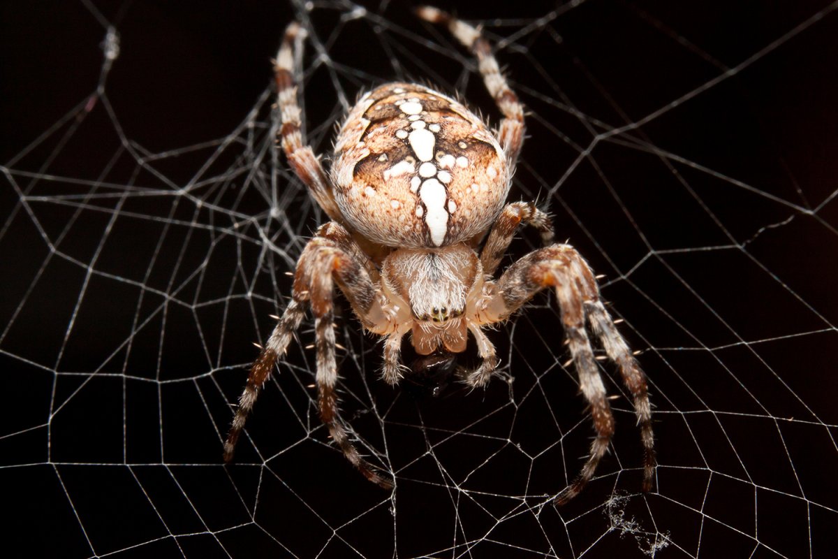 Крестовик роговой Araneus zygielloides
