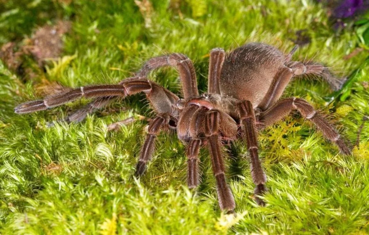 Птицеед Терафоза блонда