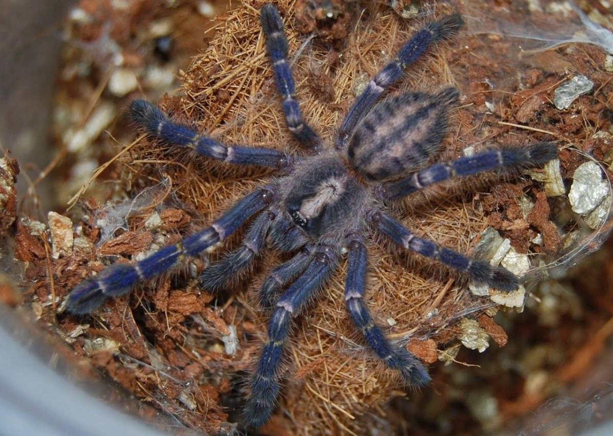 Poecilotheria regalis самец