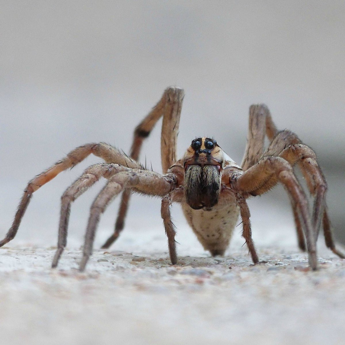 Паук Anapistula Ataecina