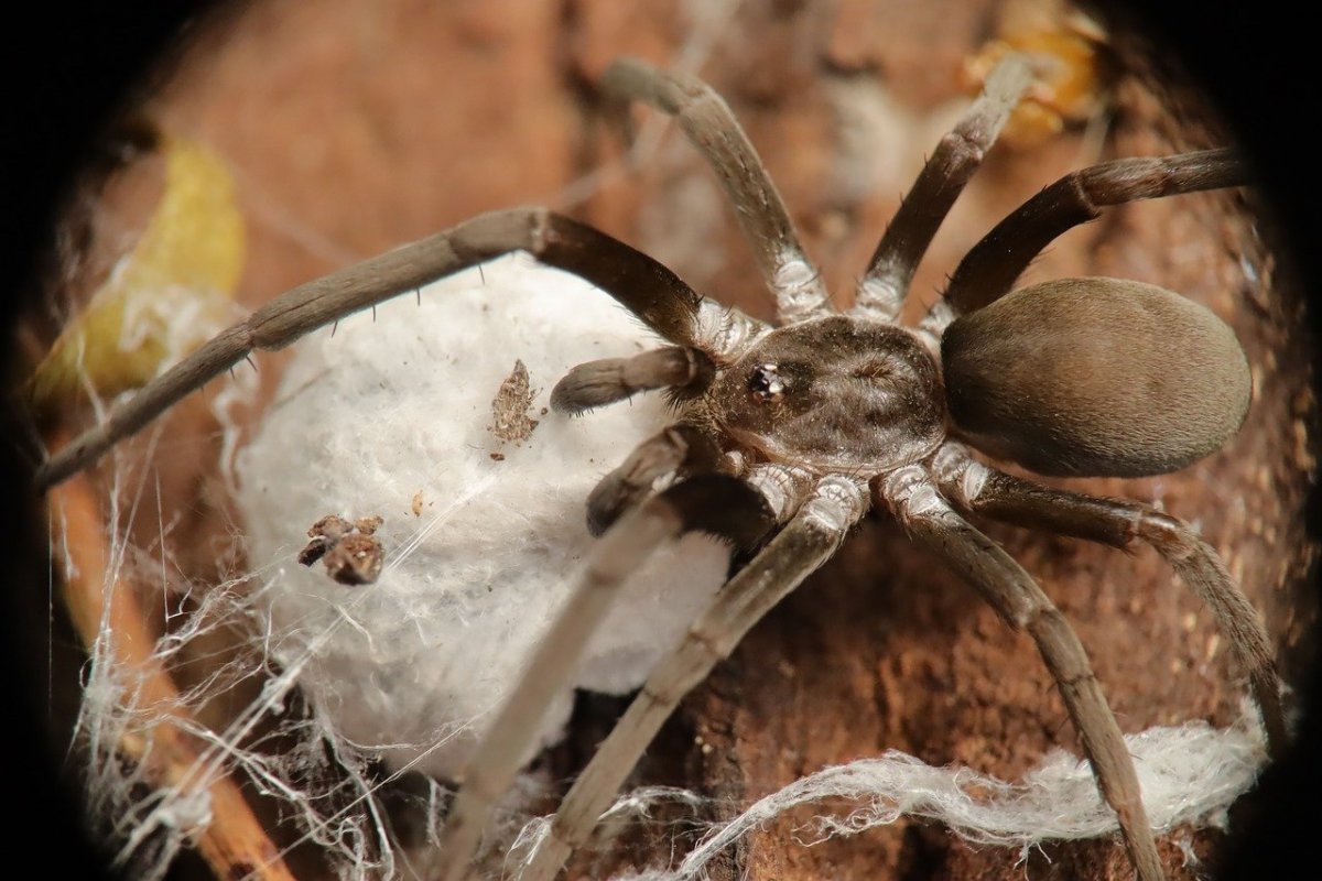Тарантул Арахнид