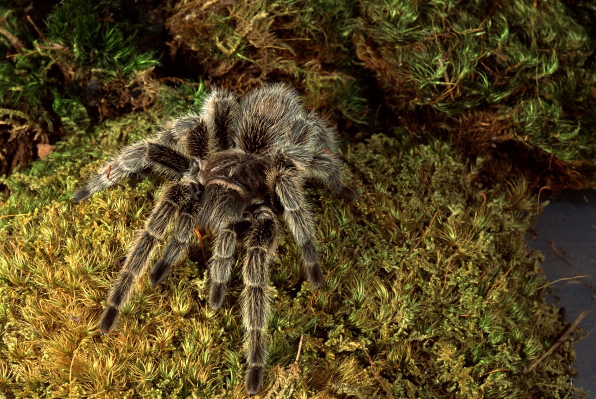 Паук птицеед паутина