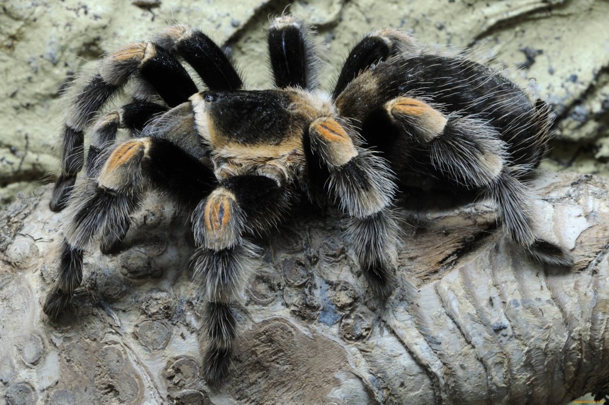 Паук Тарантул пушистый