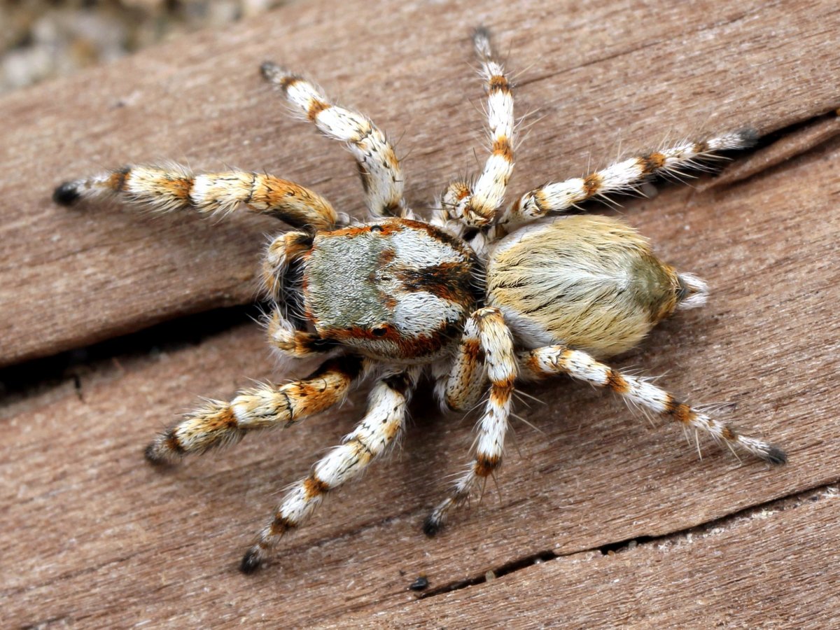 Амурский Тарантул