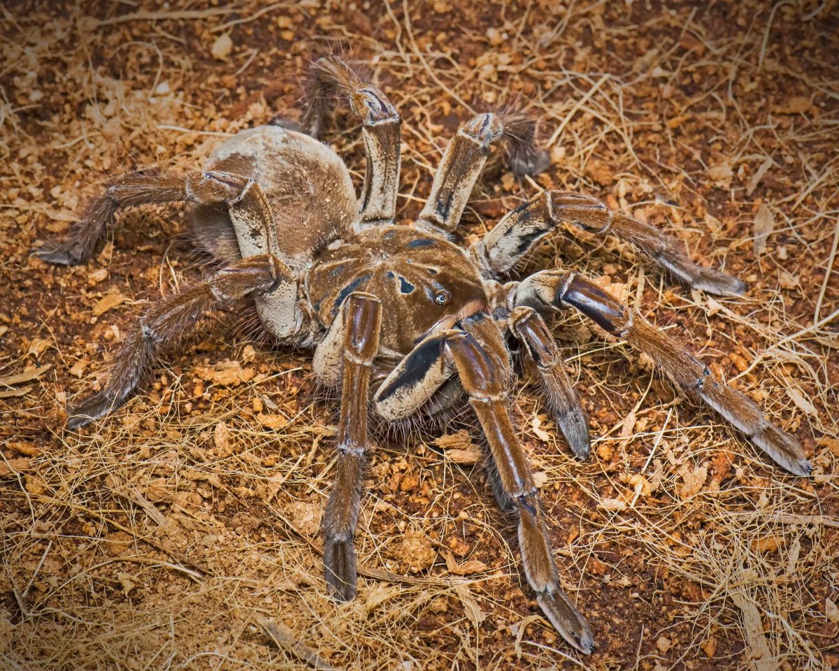 Тарантул птицеед Голиаф