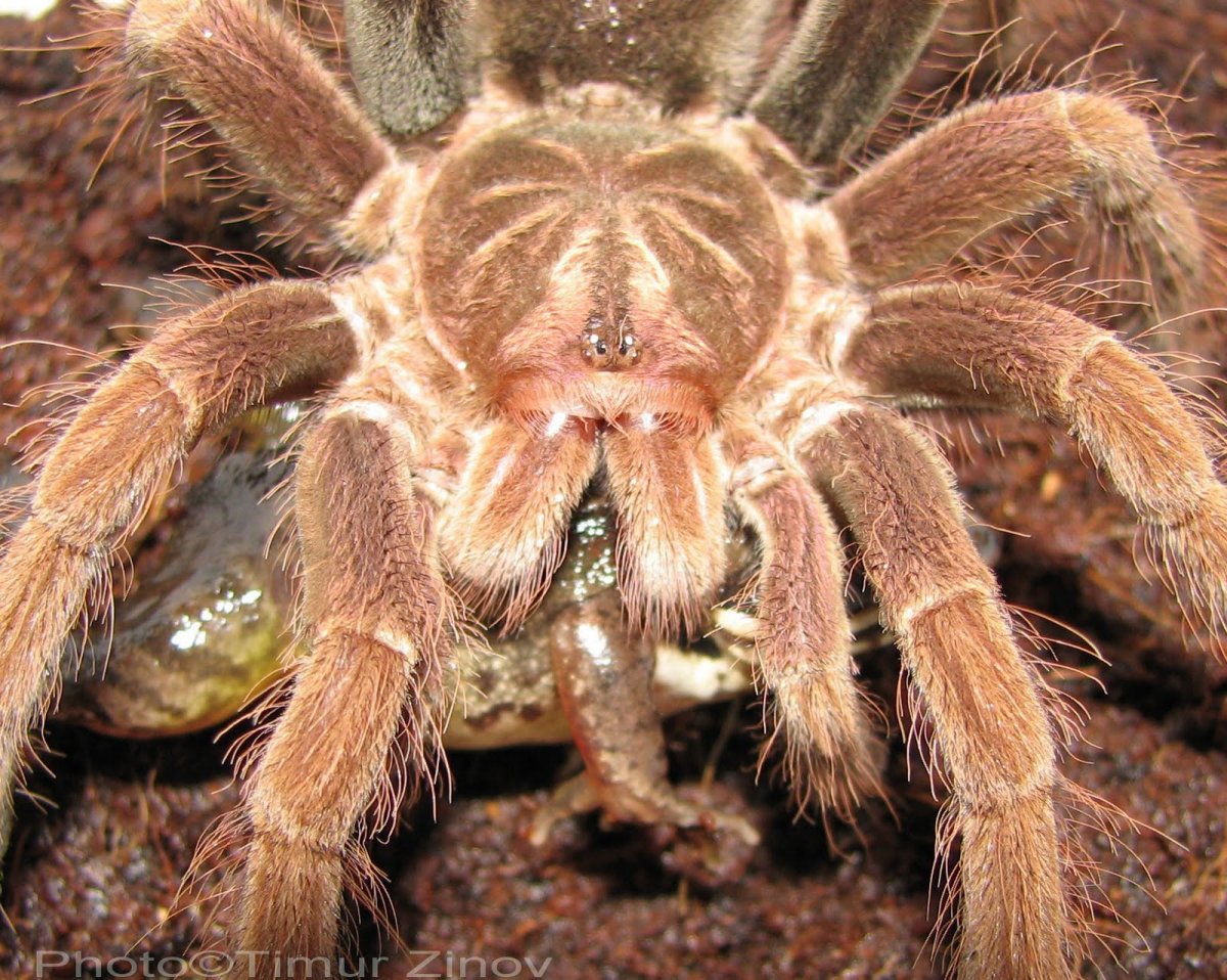 Pamphobeteus SP. Platyomma