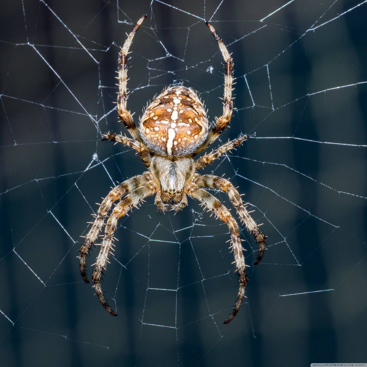 Большие пауки в России