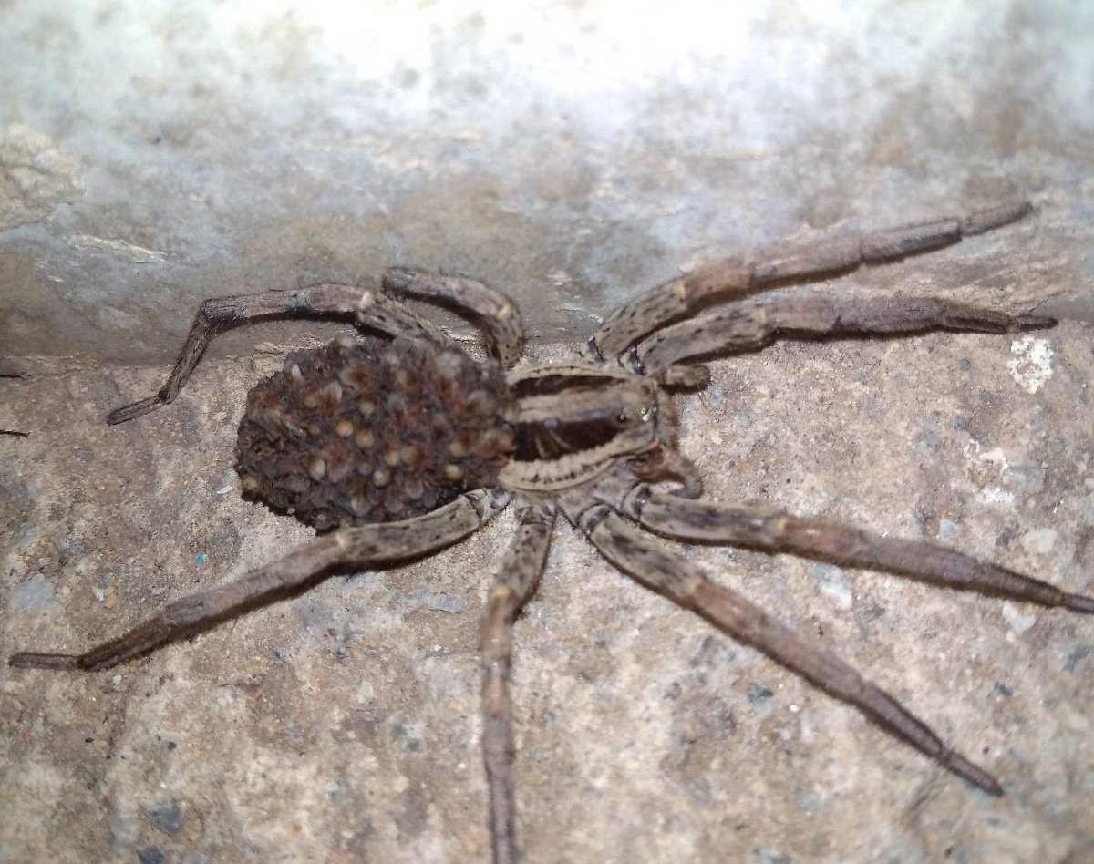 Паук волк Краснодарский