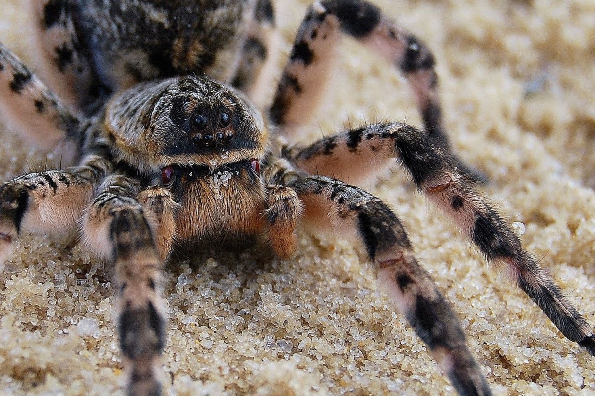 Южнорусский Земляной Тарантул