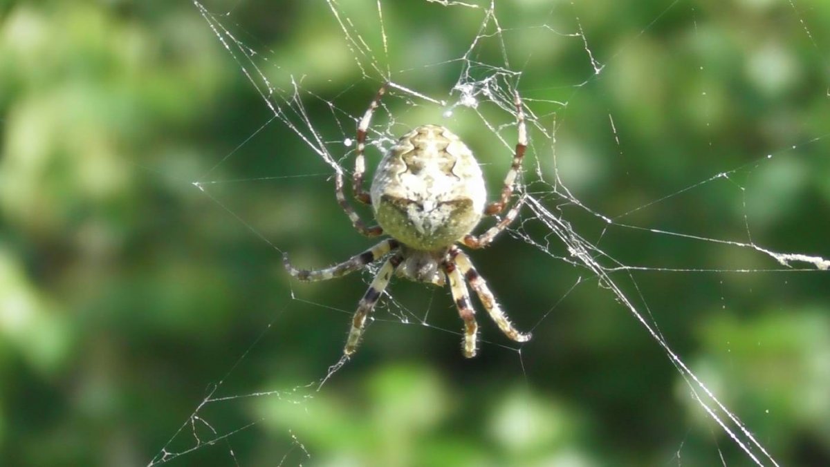 Зелёный паук в России