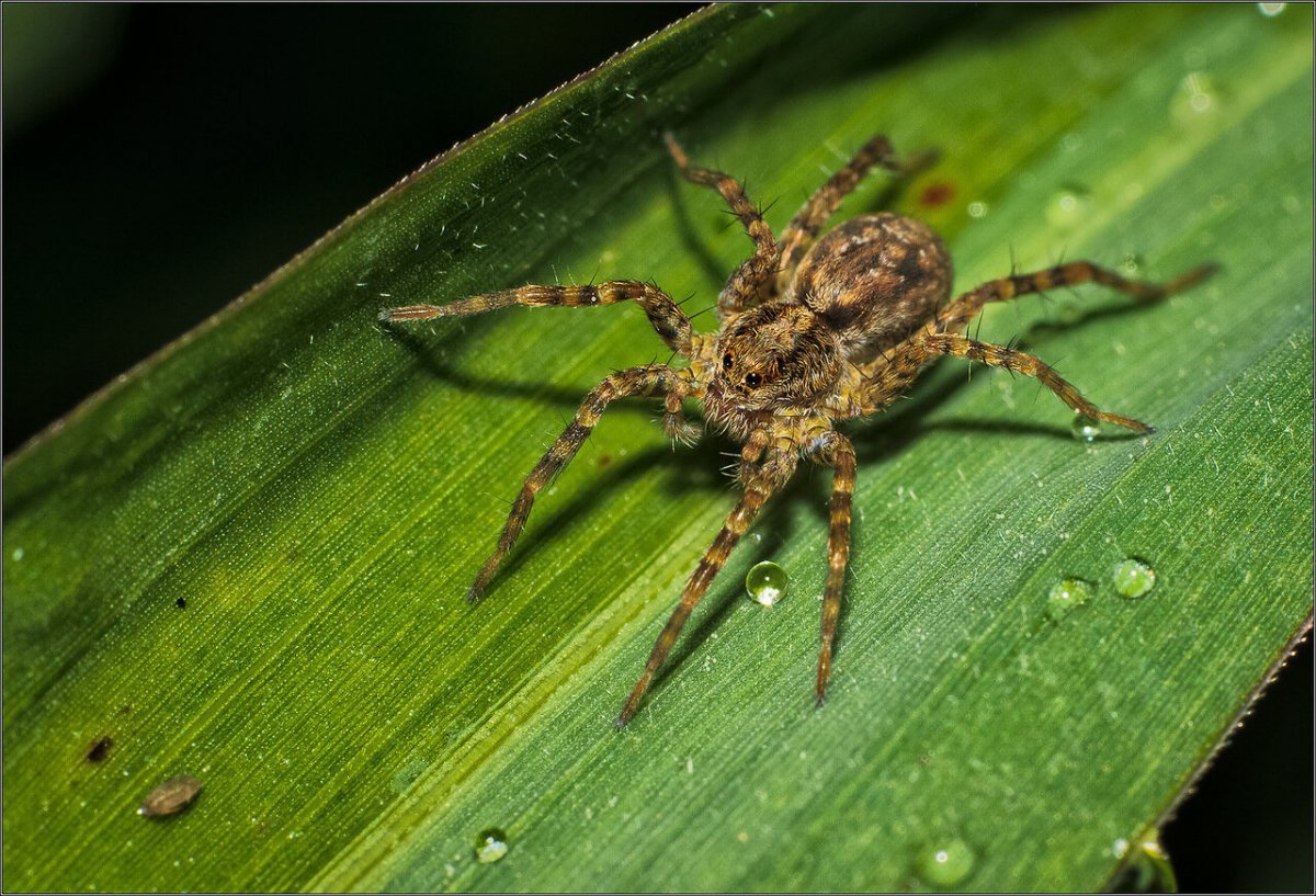 Клопы это паукообразные