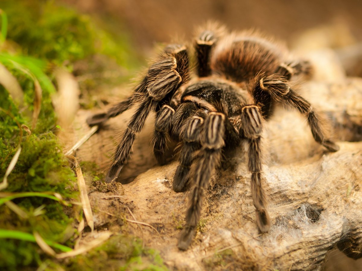 Пустынный Тарантул